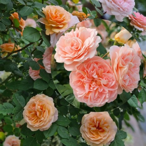 Rosa 'Sangerhäuser Jubiläums-Rose' - Roos 'Sangerhäuser Jubiläums-Rose' C4/4L